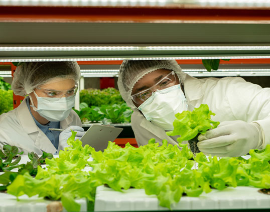 Zwei Wissenschaftler in Schutzkleidung untersuchen Salat im Gew&auml;chshaus