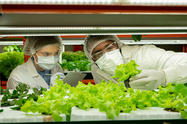 Zwei Wissenschaftler in Schutzkleidung untersuchen Salat im Gew&auml;chshaus